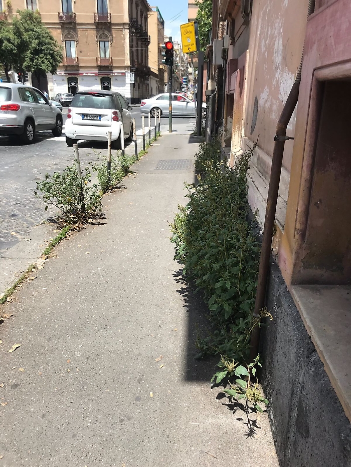 Catania: un "orto urbano" anche a piazza Trento