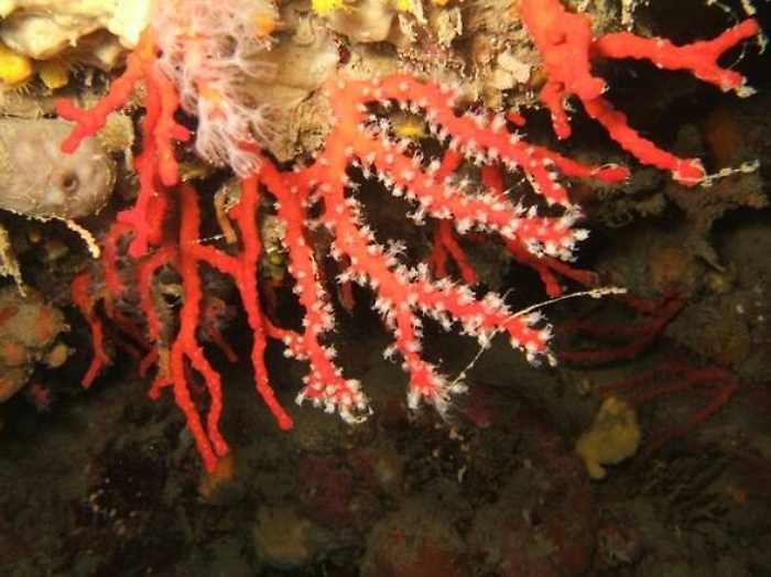 A Pantelleria i coralli che mangiano le meduse