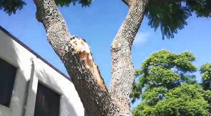 Catania, "incubo verde"in un istituto scolastico: &laquo;Fogliame e radici invadenti e persino rami che cadono...&raquo;