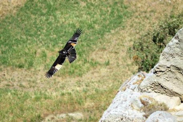 L' impresa di "Lola", l'aquila di Bonelli che dalla Sicilia si &egrave; spinta fino alle Egadi