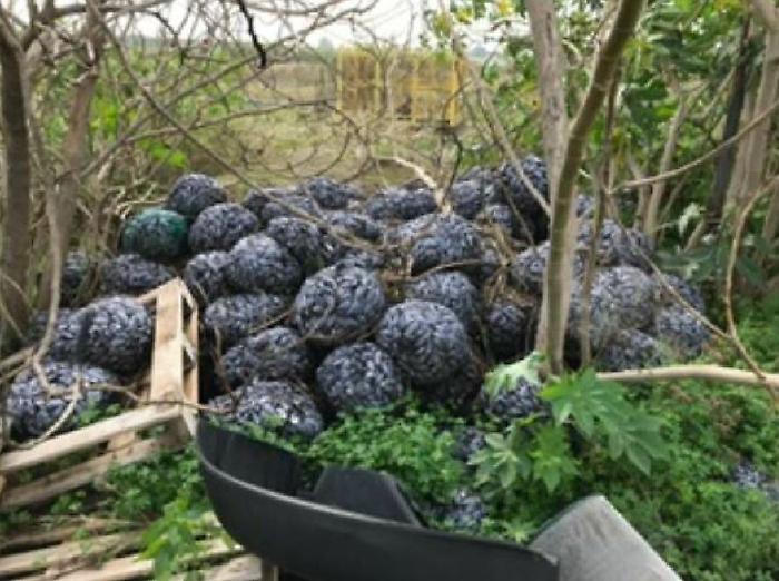 Catania, che ci fanno 2 tonnellate di cozze alla zona industriale?