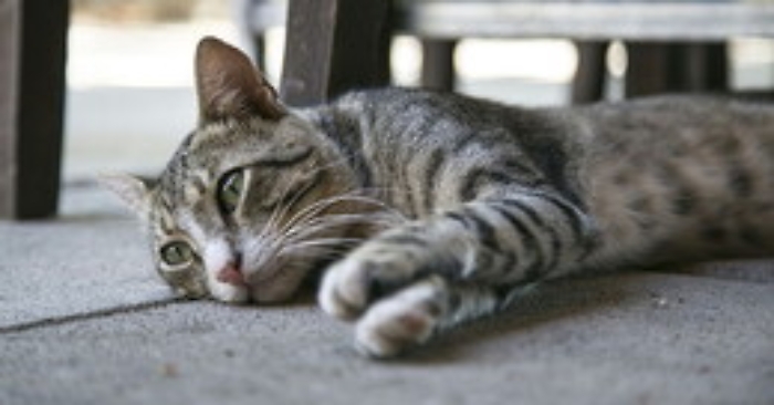 Marsala, violenze inaudite su gattini: li schiacciano con le auto