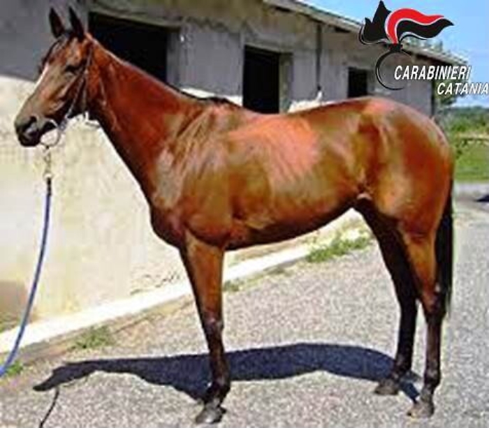 Corse clandestine, cavallo purosangue sequestrato a pregiudicato