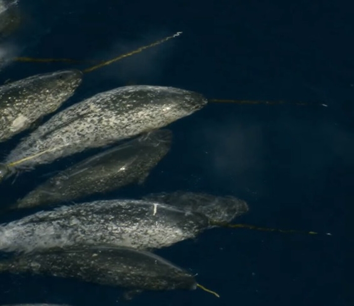 Unicorni di mare, le creature pi&ugrave; strane e misteriose della terra