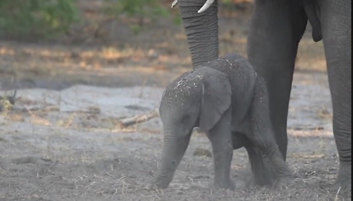 Il primo passo del cucciolo d'elefante: la tenerezza della madre