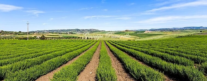 Aragona, oltre allo zafferano anche la coltivazione dell'origano &egrave; la pi&ugrave; estesa al mondo
