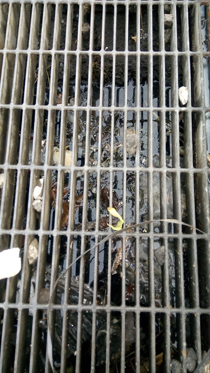 Catania: caditoia otturata, rischio epidemia.