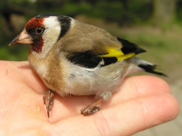 Allevamenti di cardellini in garages abusivi a Librino: due denunce