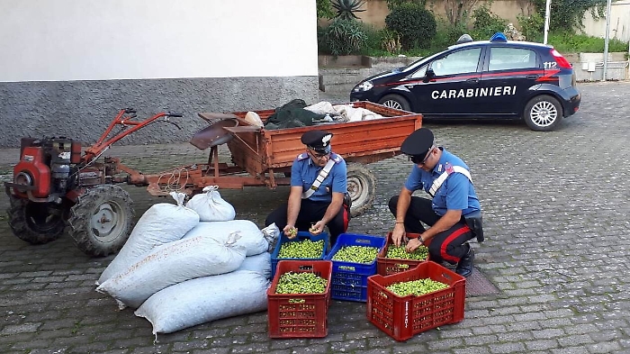 Razziano uliveto nel Catanese: un arresto e una denuncia