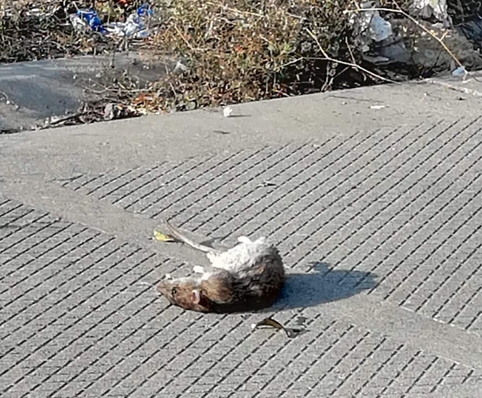 Catania: Librino sommersa dai ratti