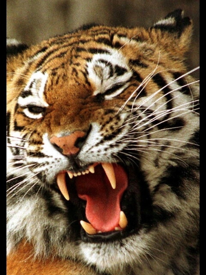 Tigre scappa da circo nel Palermitano