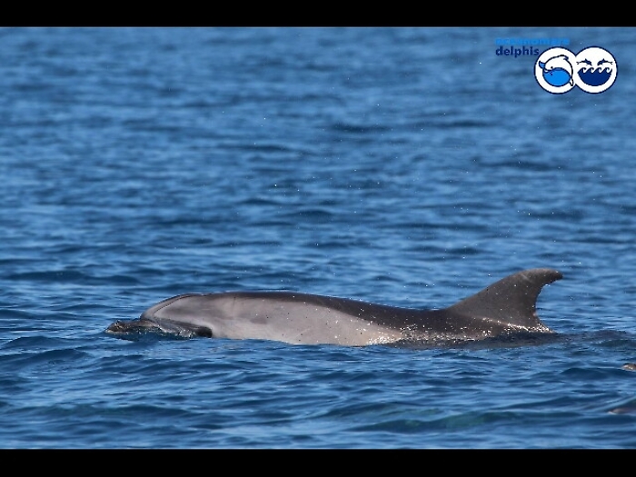 Cucciolo delfino a largo litorale romano