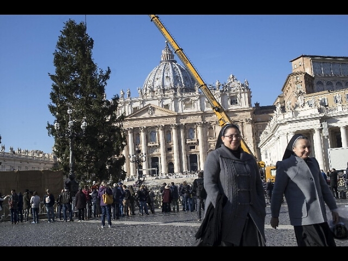 Albero Natale arrivato piazza S.Pietro