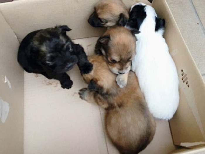 Caltagirone, assessore scoperto mentre abbandonava cuccioli di cane