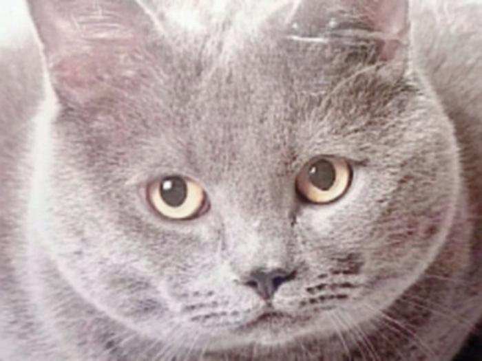 Biancavilla, infastidita uccide gatta della vicina e lei la denuncia