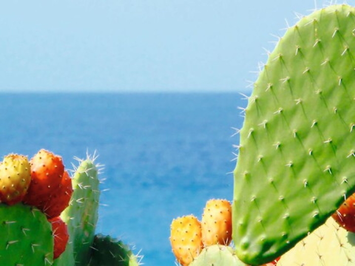 Alla scoperta della pala di ficodindia