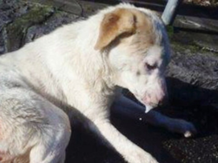 Pedara, avvelenati tre cani randagi partono bonifiche e controlli