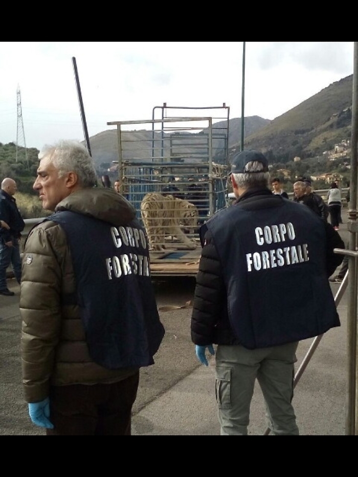 Catturata la tigre fuggita dal circo