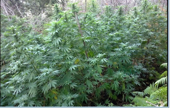 Coltivavano piante di cannabis a Centuripe: arrestati