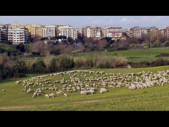 Roma:pecore tosaerba in parchi periferia