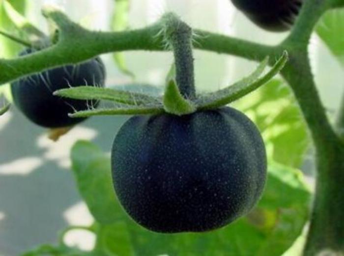 Ricerca: pomodoro nero SunBlack, svelata identit&agrave; geni colorazione