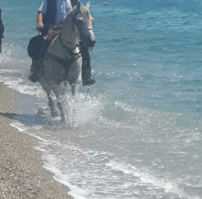 Cavalli al galoppo ed escrementi in mare lungo litorale Recanati