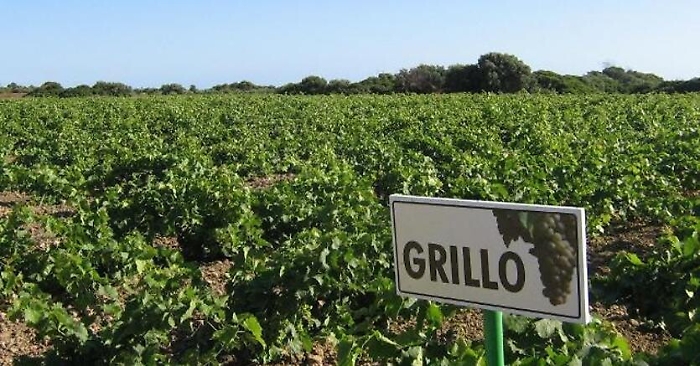 Vino: per Grillo e Nero d'Avola stop a Igt, da ora solo Doc