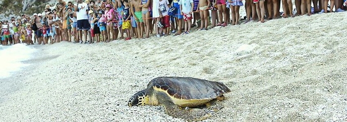 Tartaday, centri di recupero e cura aperti per la salvaguardia delle tartarughe marine