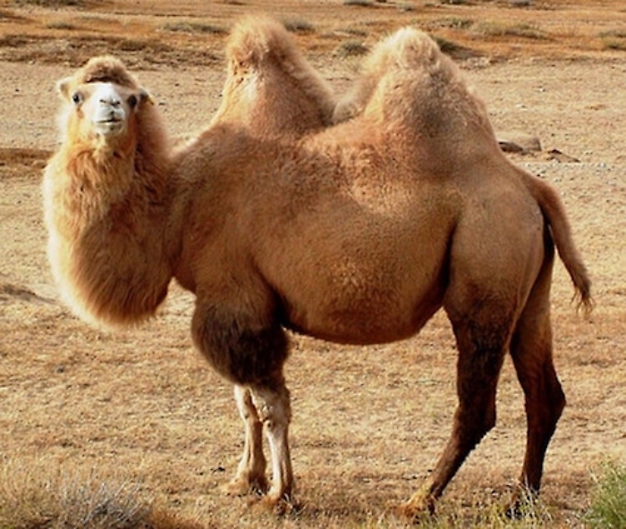 Cammelli da curare? E' possibile in ospedale unico al mondo vicino a Dubai