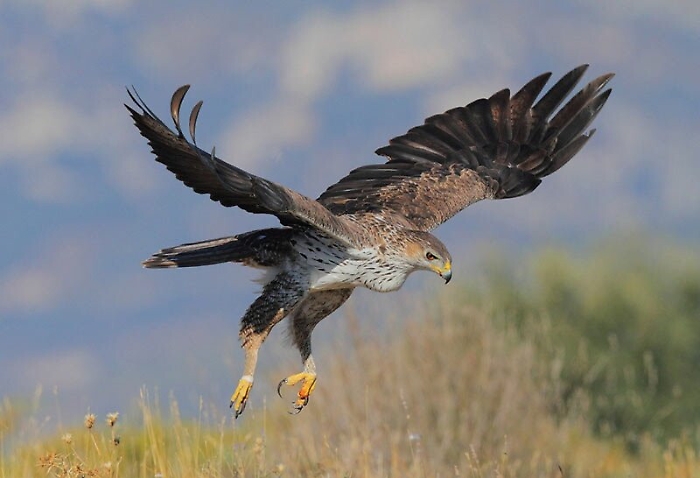 Allarme Wwf per 16 specie di animali: ecco quali rischiano di non vedere pi&ugrave; il Natale 