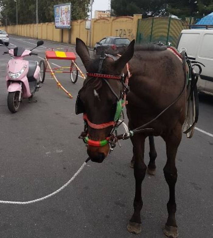 Catania, Polizia &ldquo;salva&rdquo; puledro a Picanello