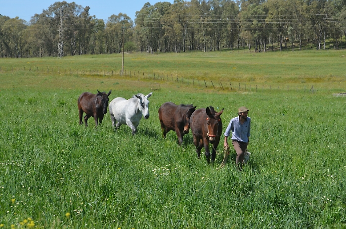 Tornare alle radici a passo di mulo