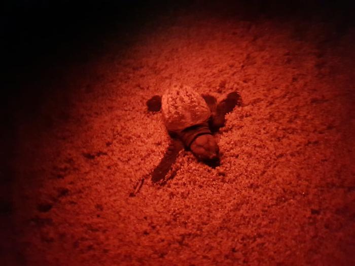 Vaccarizzo, lieto evento in spiaggia:nati 64 piccoli di Caretta caretta...