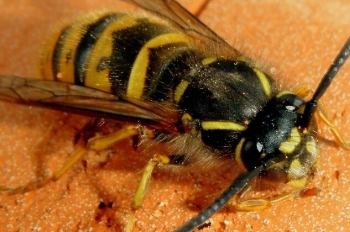 Punture di vespe gli causano choc anafilattico: morto agricoltore trapanese 