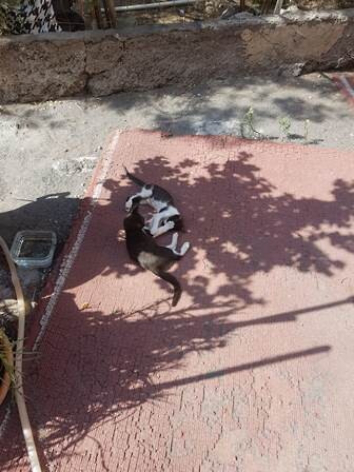 Catania, la vicina di casa d&agrave; da mangiare ai gatti e lui cerca di investirla