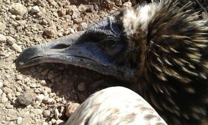 In volo verso Africa, l'avvoltoio Clara impallinato a Mazara del Vallo