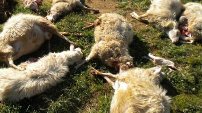 Branco di cani randagi fa strage di pecore nel Trapanese