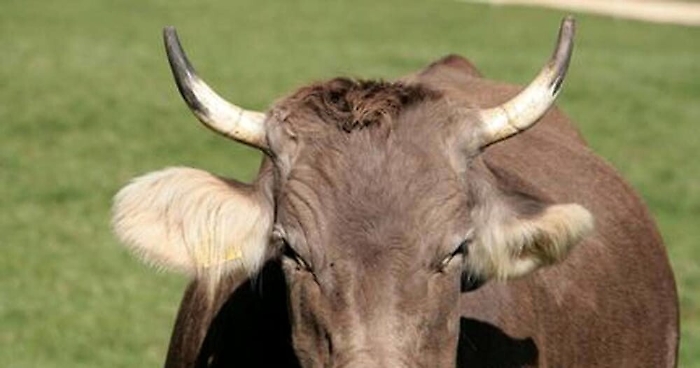 Ispica, incornato da mucca che aveva appena partorito: grave allevatore