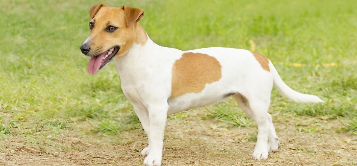 Agrigento, jack russell impazzito: aggredisce i proprietari e un agente di polizia