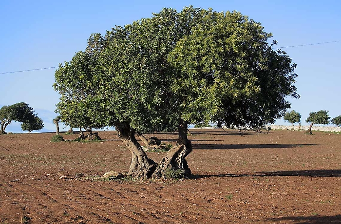 Ministri e Sottosegretari siciliani. Criteri di scelta.