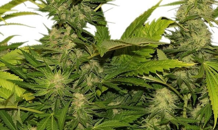 Belpasso, piantagione di cannabis in un casolare: sul mercato avrebbe fruttato 300 mila euro