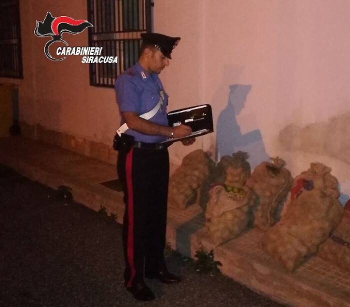 Ladri di carrube a Rosolini: due arresti 