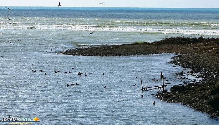 Catturano anatre con tanto di amo, denuncia di Mareamico