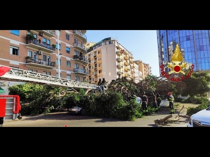 Albero su auto, paura per madre e figlio