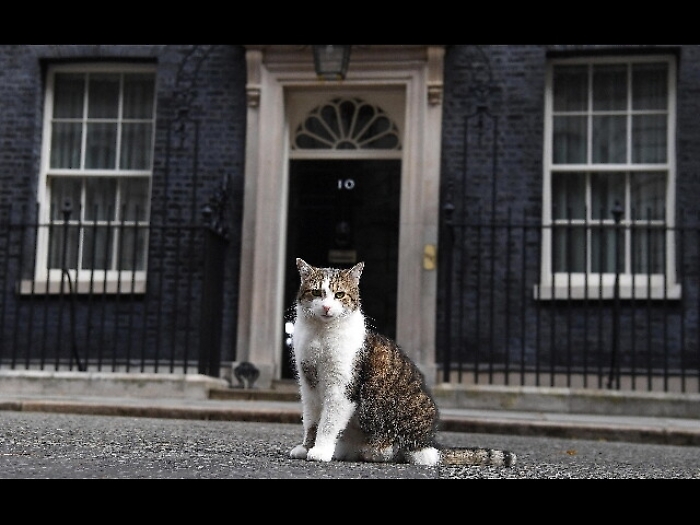 Un piccolo terrier a Downing Street