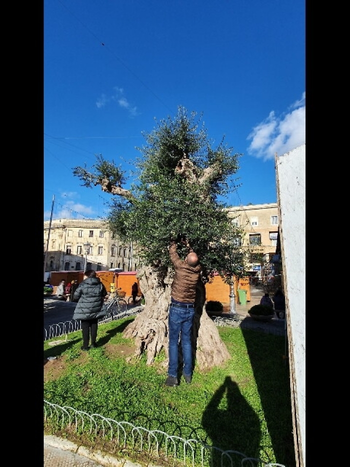 Xylella:Coldiretti,ok innesti resistenti