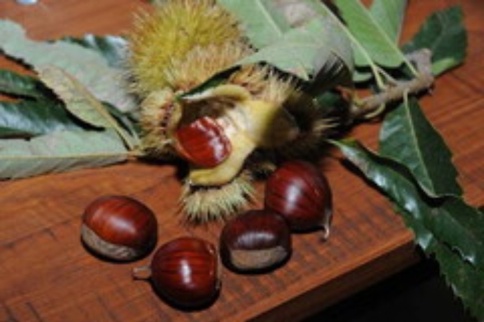 Castagna e Marone di Serino conquistano Igp