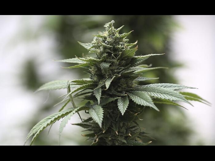 Cannabis, Cassazione: piante casa legali