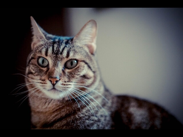 Topi a Quai d'Orsay, adottati due gatti