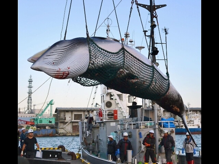 Giappone riprende la caccia alle balene